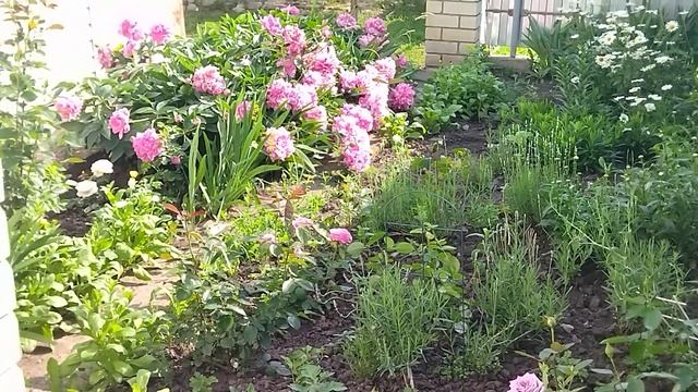 14 июня, жара, всё бешено развивается 😀 Роза Джульетта, смотреть онлайн