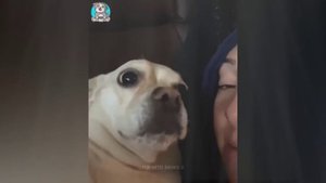 Приколы с животными
