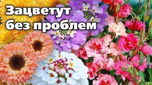 Посейте эти цветы сейчас. Цветут все лето - никаких хлопот