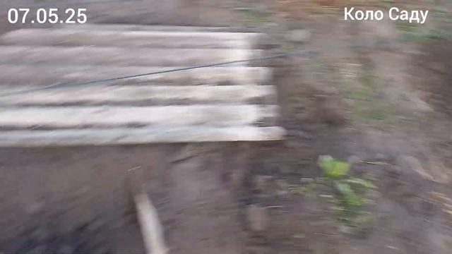 Як врятувати виноград в травні від зворотніх примороз