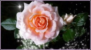 Доброе утро  Прекрасные розы Вам с утра