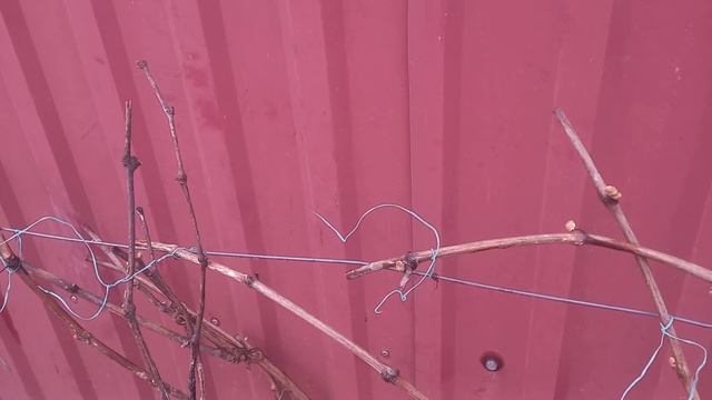 Состояние винограда на конец апреля в Подмосковье смотреть онлайн