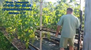 Арготкань и затеняющая сетка - защита виноградника.