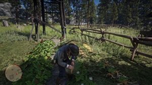 Локация аляскинского женьшеня на ранчо Ше-Порте | Red Dead Redemption 2