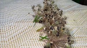 Ем и оживаю! Зрение как в 17, бляшек и тромбов нет. Снижает сахар, ясный ум и крепкий иммунитет