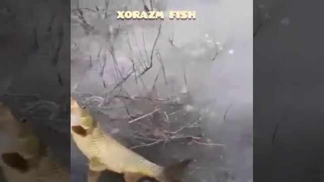 УРГЕНЧ КИЗИЛ САЗАН. смотреть онлайн