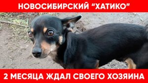 Новосибирский "Хатико" той-терьер 2 месяца ждал своего хозяина.