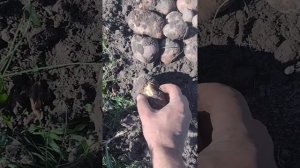 Копаю картофель Сарпо мира