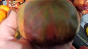 Небольшой обзор томатов-новинок моей селекции.