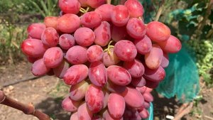 Ультраранние и ранние сорта винограда 2024 года - Зевс , ?