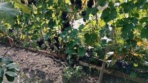 Сорт технического винограда Монарх 29.08.24 на моём участ