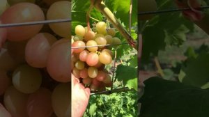 Почему виноград Дынька - это не то, что вы ожидаете? Что
