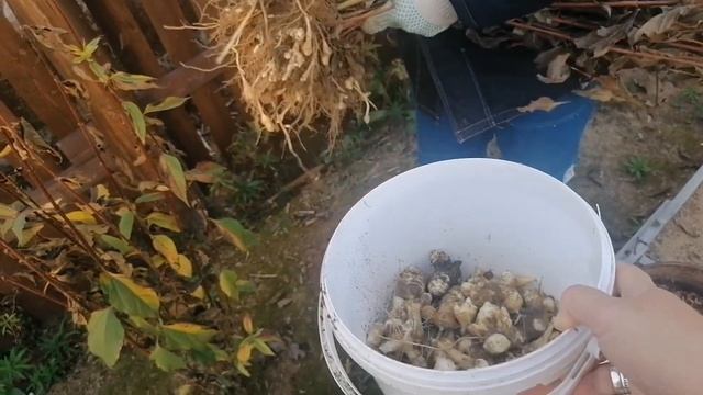 Земляная груша. Больше садить не будем. смотреть онлайн