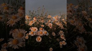 ssshhhiiittt! - сухоцвет [speed up/nightcore]