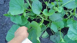 Хорошо Взошла и Развивается ДЫНЯ сорта "КОЛХОЗНИЦА"!!!