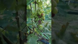 Виноград, Альфа, Эмир, Калугина на 20 июля 2023г.