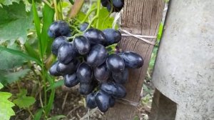 Виноград. Формы винограда  селекции Донского казачест