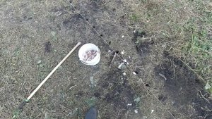 Чеснок посадил а землю не копал ч1