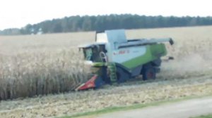 🌽Осенняя уборка кукурузы на зерно в Беларуси. Комбай?