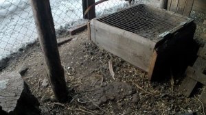 Выгодный корм для домашней птицы своими руками. Микро?