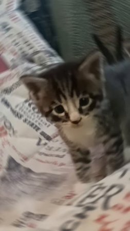 Мои котята Мейн-кун подрастают
