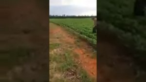 Свирепый дикий кабан