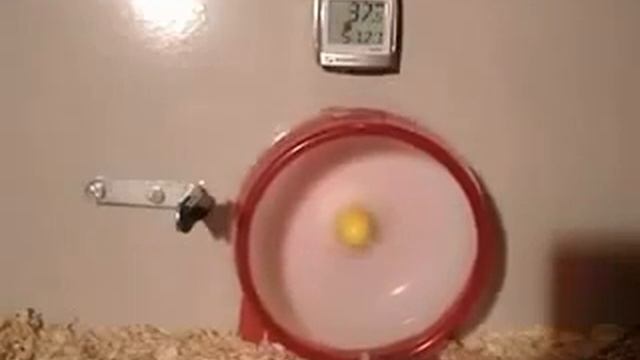 Хомяки Смешные видео приколы