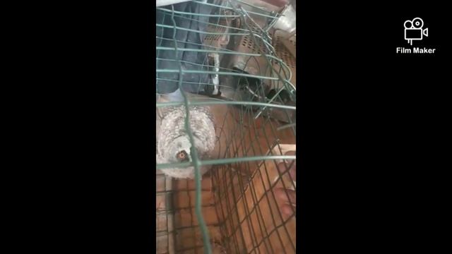 UwU совёнок гаррик UwU смотреть онлайн