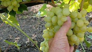 Виноград селекции В.М.Калугина "Белоснежка" Краснодар?