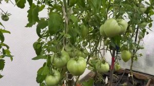 Сибирь. Обзор томатов Говядина с куста.