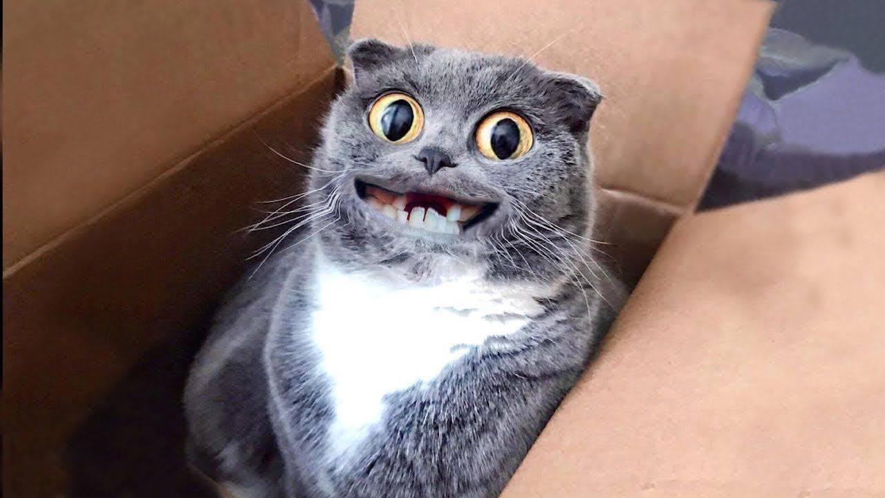 Пушистые Хулиганы! Видео Смешных Котов, Котят и Собак! смотреть онлайн