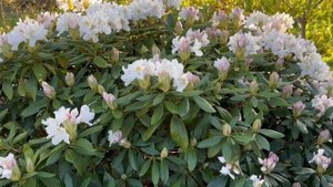 Рододендрон Каннингемс Уайт – надежный и красивый со?