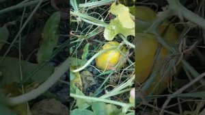 Корейская мини дыня Chamoe