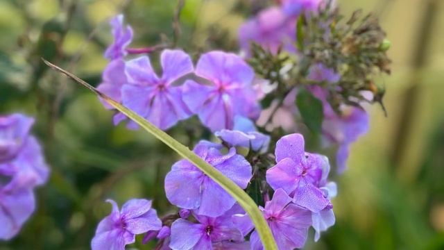 🌸КРАСИВЫЙ ЦВЕТУЩИЙ САД ОСЕНЬЮ 18.09.24. ВСЕ КРАСКИ УХОДЯ? смотреть онлайн