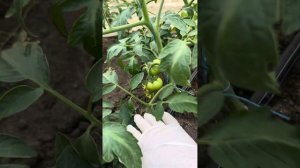 Томат Максима 🍅Месяц от высадки в грунт👍