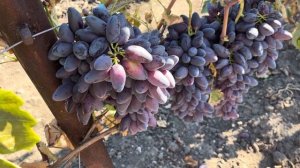 Виноград Днепровский сувенир Калугина В.М.