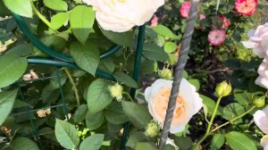 РОЗА ЧАЙНО-ГИБРИДНАЯ СЕБАСТЬЯН КНЕЙП(второгодка)07.07.24