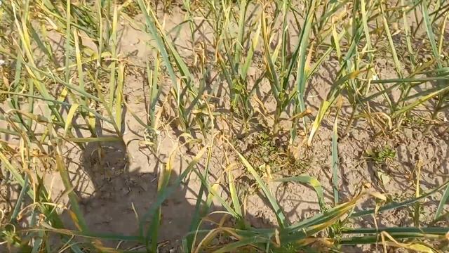 Чеснок сорт Лидия, пять дней до уборки. смотреть онлайн