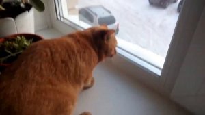 Кот против Воробья)!