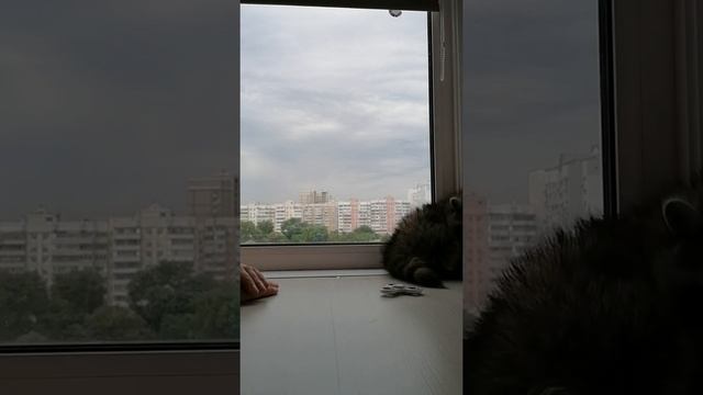 Приколы с енотом смотреть онлайн