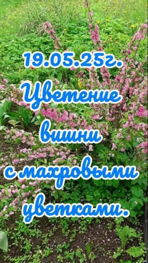 19.05.25г. Цветение вишни с махровыми цветками.