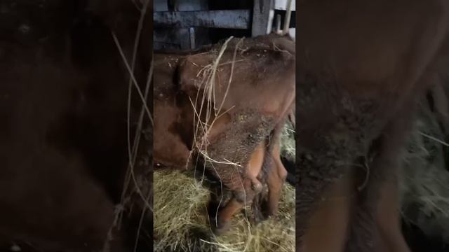 Про Вишню +79267004318 смотреть онлайн