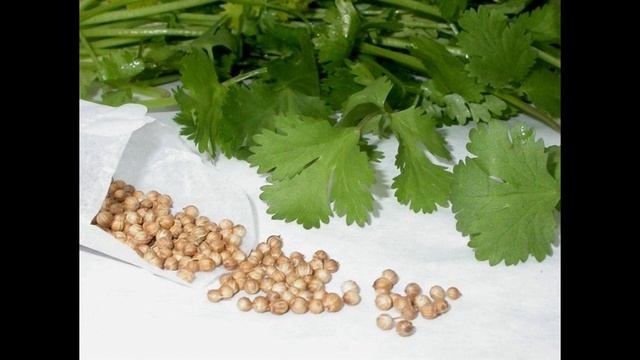 Кінза-вирощування будинку і в дачних умовах смотреть онлайн