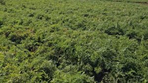 Морковь сорт Кантон,  Волгоградская область Городищен