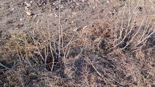 Жеміс бұталарын қысқа дайындау, күздегі күтімі. | Уход смотреть онлайн