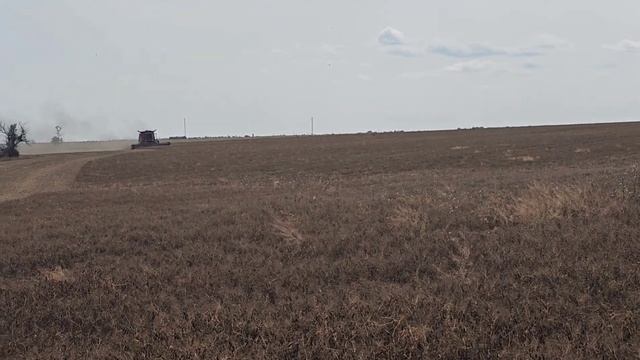 Горох зелёный зимующий "Авирон". Уборка . No-till 30.06.2024 смотреть онлайн