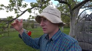 СОХРАНИТЕ свой урожай абрикосов от грибковых заболев?