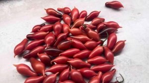 Кумкват розовый опал- лучшие черри трёх сезонов