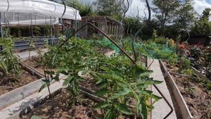 ТРИХОДЕРМА СПАСЕТ ВАШИ ТОМАТЫ ОТ ФИТОФТОРОЗА!🍅🍅🍅✅