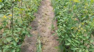 Томат Биг-Биф F-1 2024 в Белоруссии.